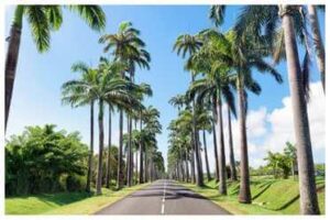 location-voiture-guadeloupe-palmier